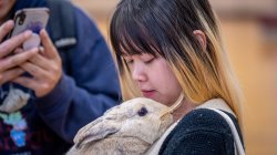 A student snuggles with a bunny.